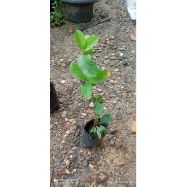 Cangkokan Jambu Kristal Putih Batang kecil