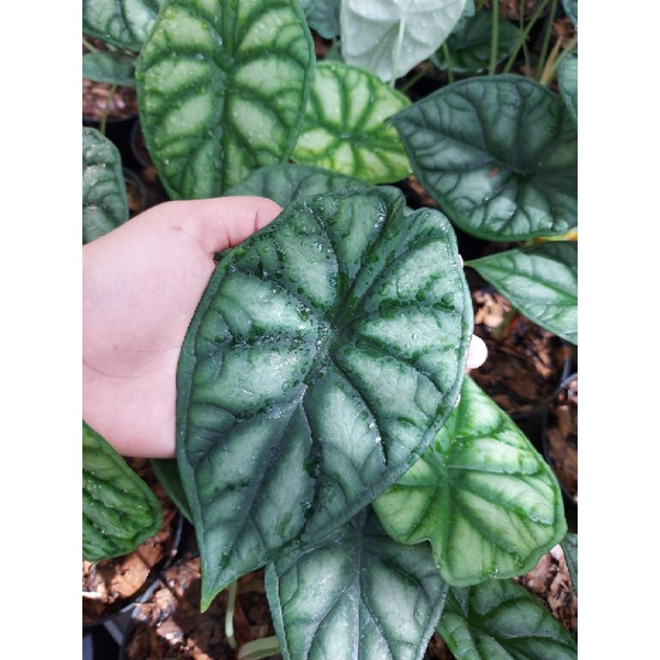 Tanaman hias Alokasia | Alocasia Dragon Scale Baginda | tanaman remaja