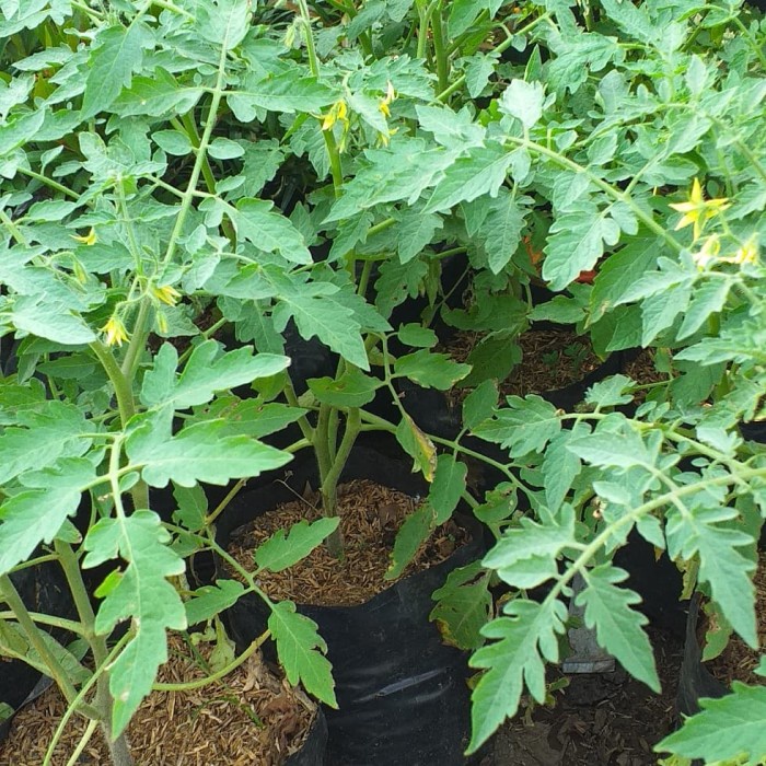 tanaman buah tomat EE33