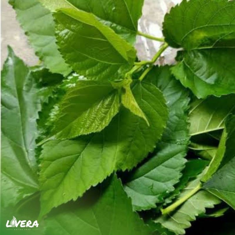 

120-150 gram Daun Murbei Fresh untuk Obat Herbal