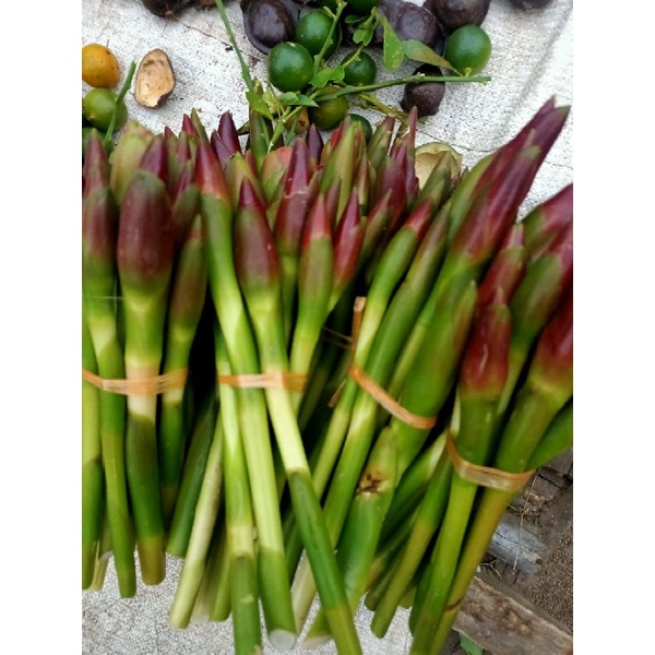 

kembang kecomreang/sayur kecombrang/jabung