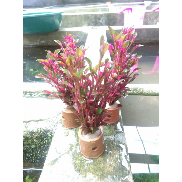tanaman tricolour red per pot