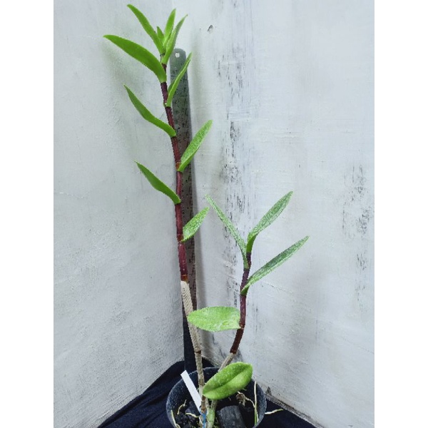 D. Darmin Nasution X Sri Mulyani