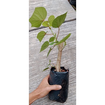 Bahan Bonsai Waru mame