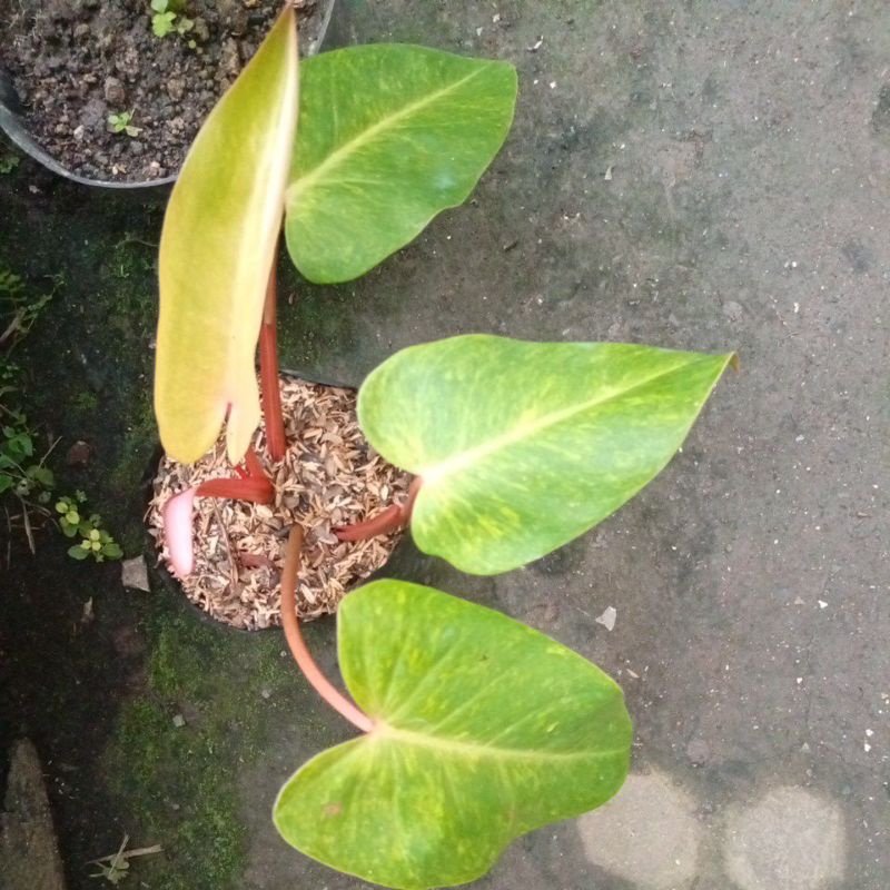 Philodendron Painted Lady