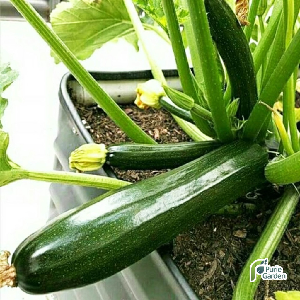 Benih Bibit Zucchini 2 Benih Dua Ribuan PG KDR