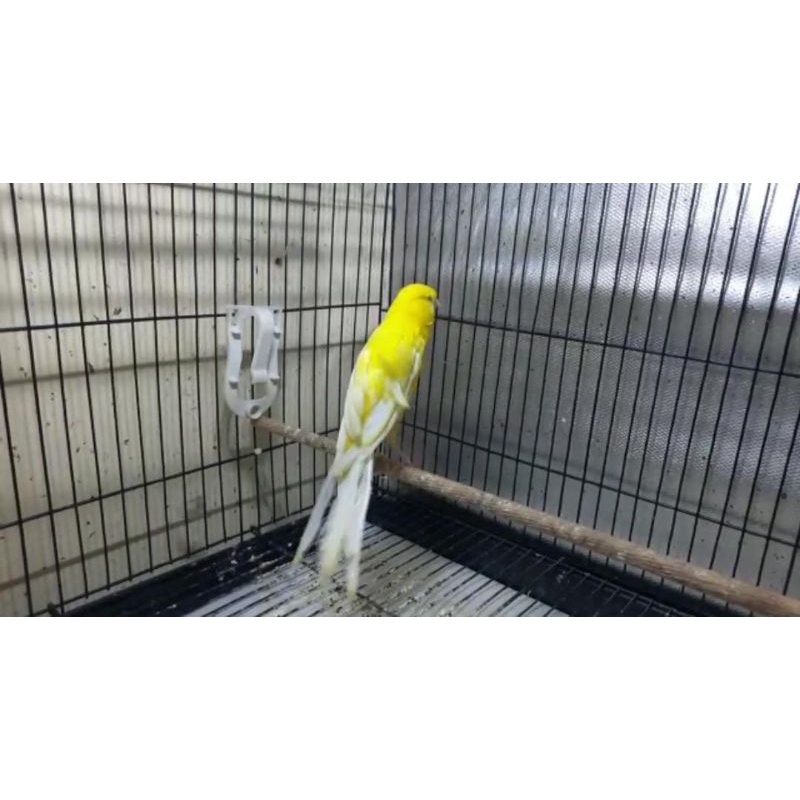 KENARI RASMI UNSEX (01)