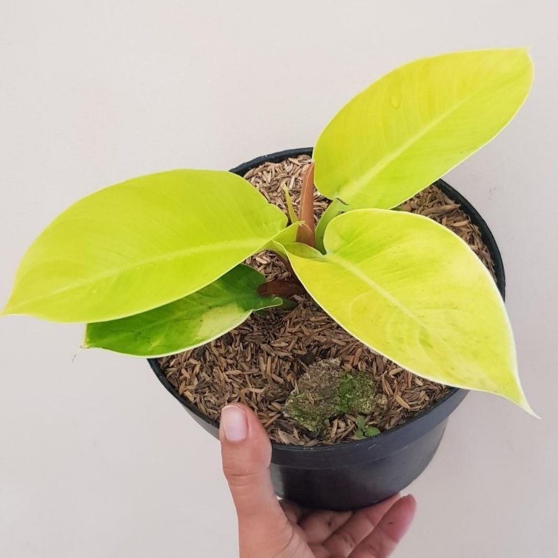 Alocasia Variegata Perfect | Bunga Hias Alocasia Variegata Daun Mewah