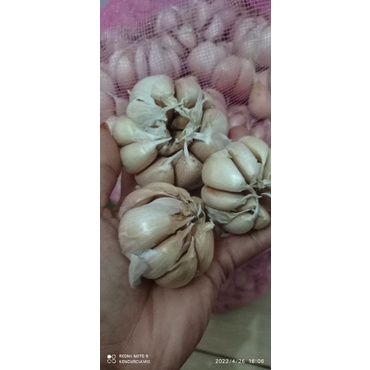 

1kg BAWANG PUTIH PANEN BARU