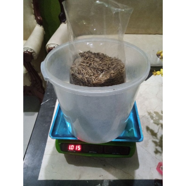 Maggot Kering 1kg Great A Dry Maggot Pakan Ikan Channa Louhan Arwana Burung Unggas dll