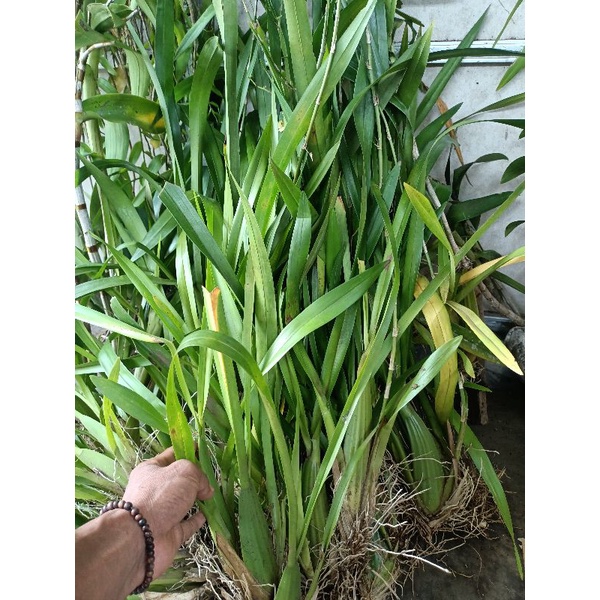 Anggrek oncidium Americana