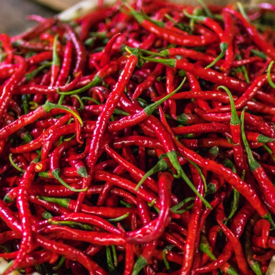 

Cabe Keriting Organik - Bebas Pestisida