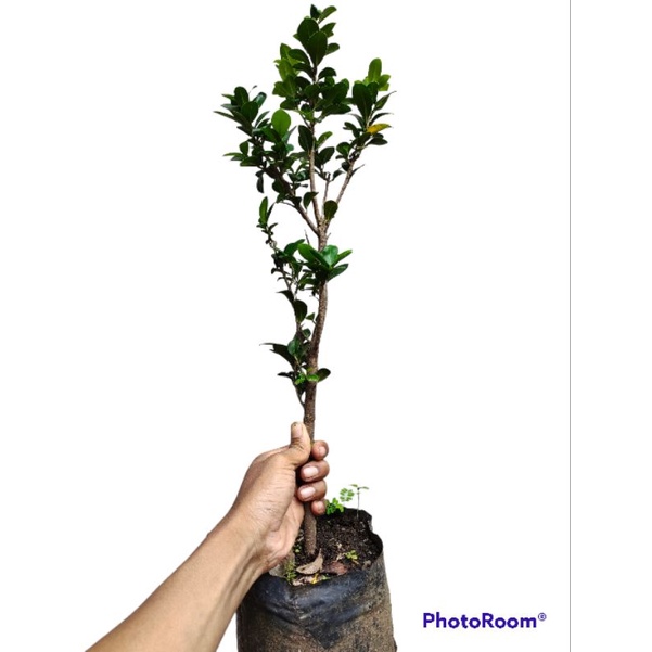 bibit bonsai beringin kompakta
