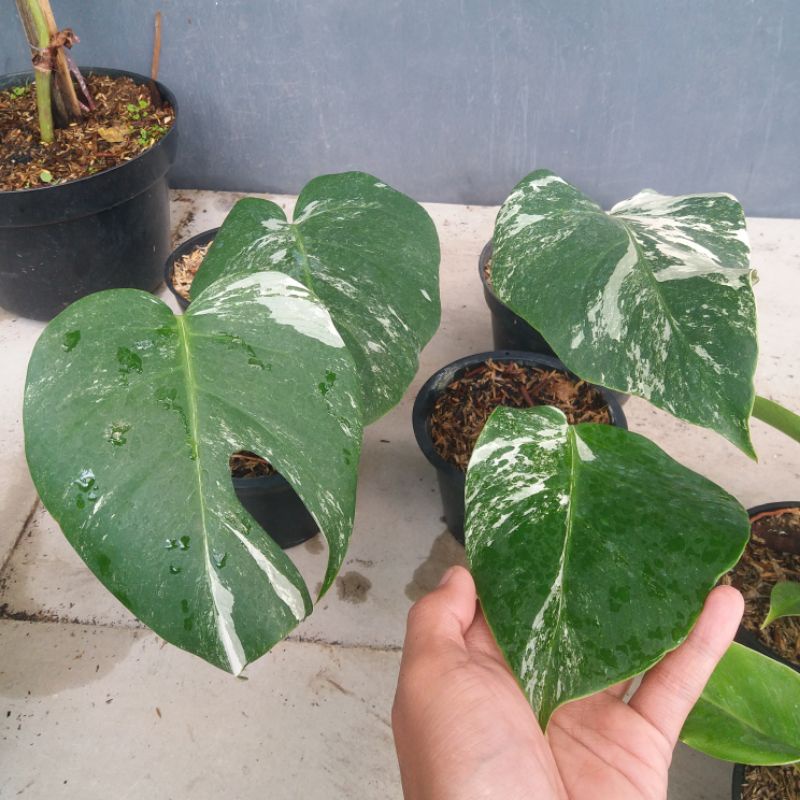 MONSTERA VARIGATA WHITE TIGER