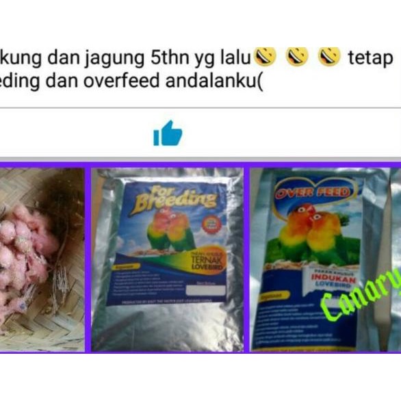 "for Breeding Lovebird" Pakan khusus ternak burung Lovebird