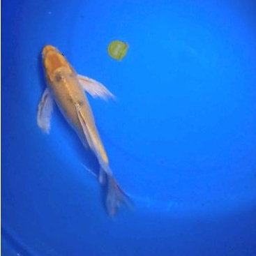 ikan koi jenis kin ki utsuri slayer size 28cm