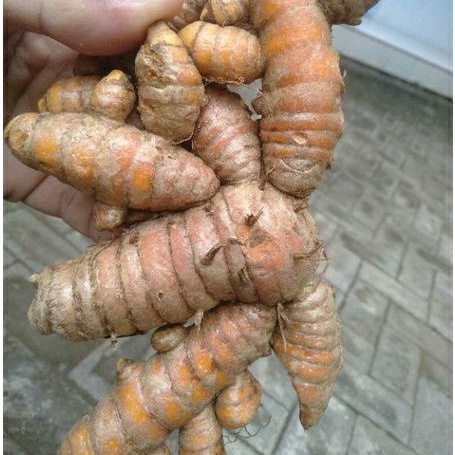 

KUNYIT SEGAR SUDAH DI CUCI 500gr