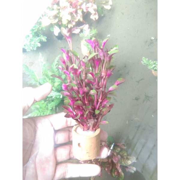 tanaman tricolour red per pot