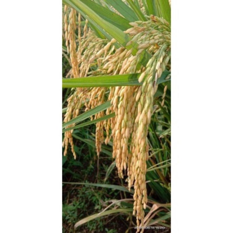 BENIH PADI INPARI 32 JUMBO 1KG