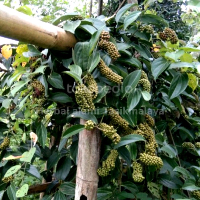 new bibit kemukus unggul