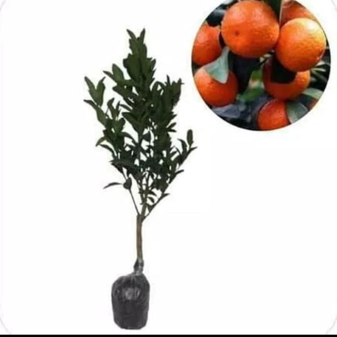 joss Bibit jeruk santang madu/pohon jeruk santang madu viral