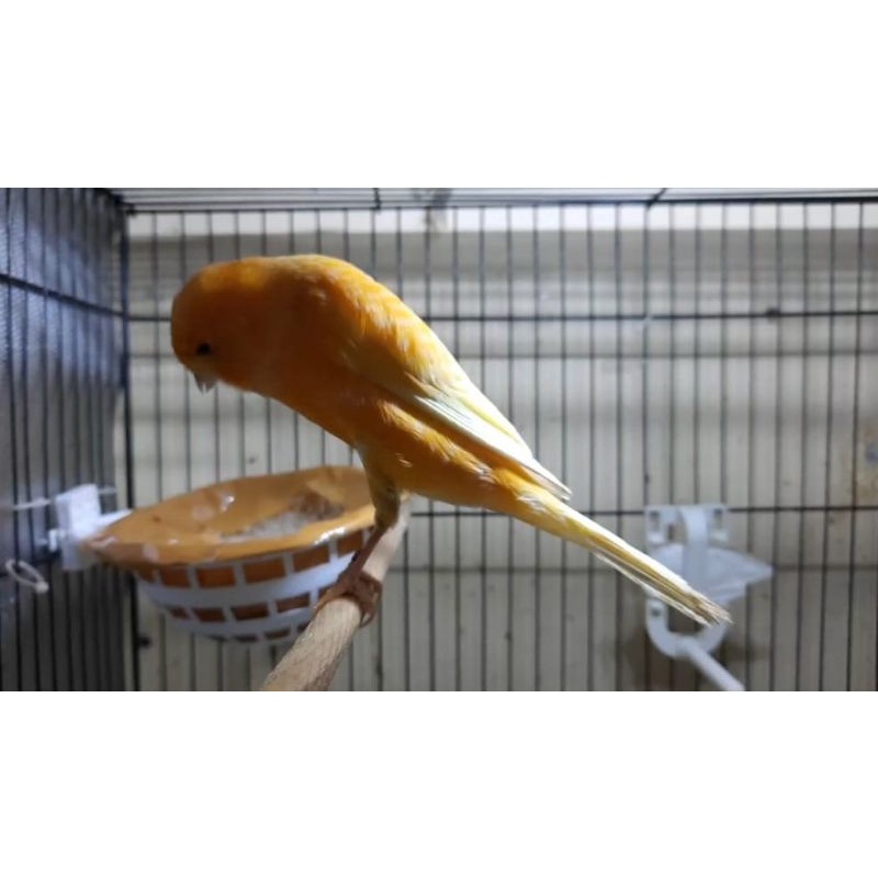 KENARI YORKSHIRE BETINA (12)