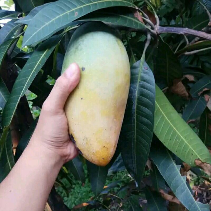 Bibit Mangga Kiojay Jumbo