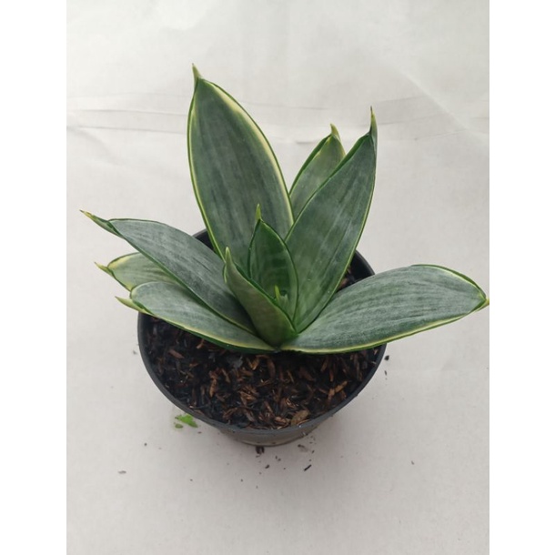 sansevieria silver frost murah