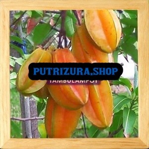 BARU DATANG Bibit Tanaman Buah Belimbing Bangkok Okulasi Stek Cangkok GG22