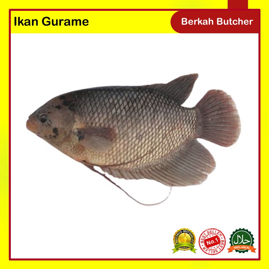 Ikan Segar Lele Gurame Nila Bawal Mas Hidup Segar - Berkah Butcher - Ikan Nila, 500 Gram