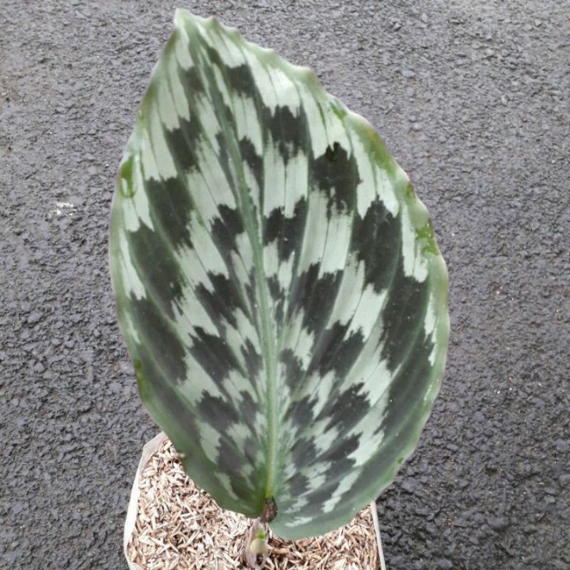 Calathea Ekor Merak