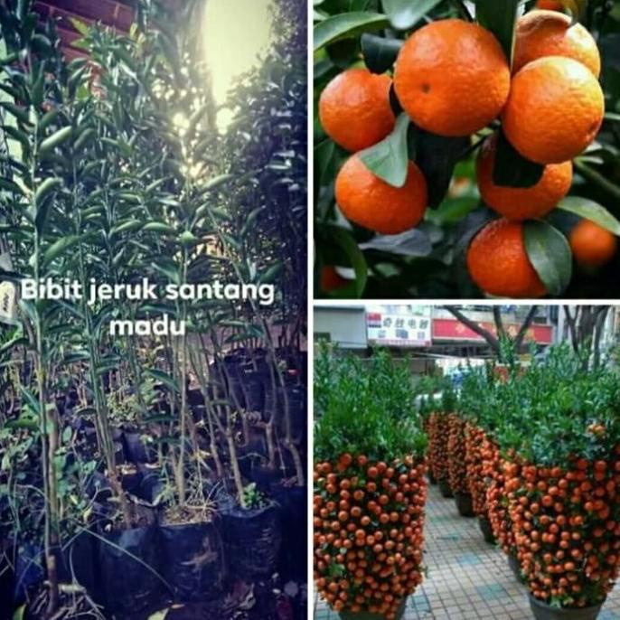 joss ORI bibit jeruk Santang madu berbunga atau berbuah viral