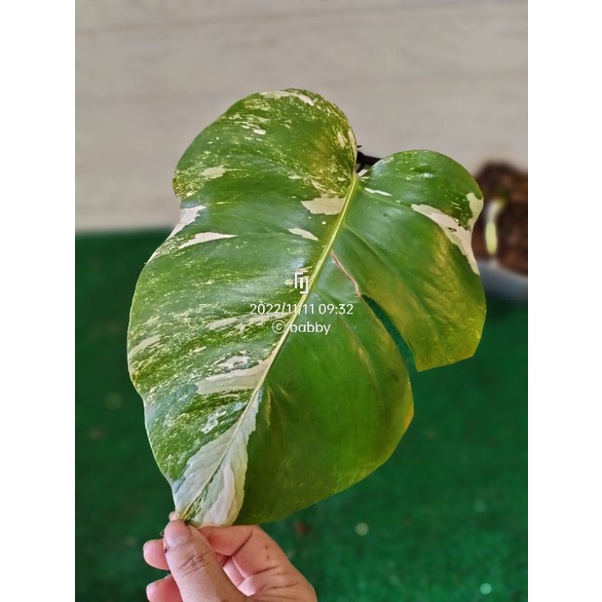 Monstera Varigata 1 daun pancing tunas tinggi