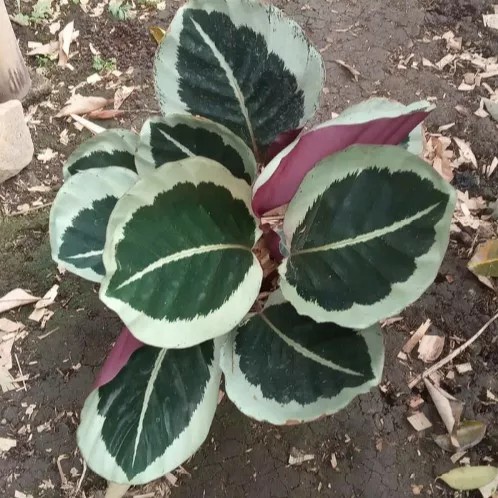 Tanaman hias calathea marion/tanaman calathea marion/pohon calathea marion