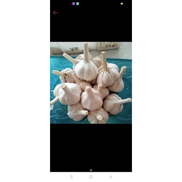 

bawang putih kating 1kg
