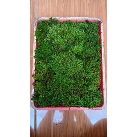 Lumut Moss / Lumut Hutan / Media Tanam Lumut