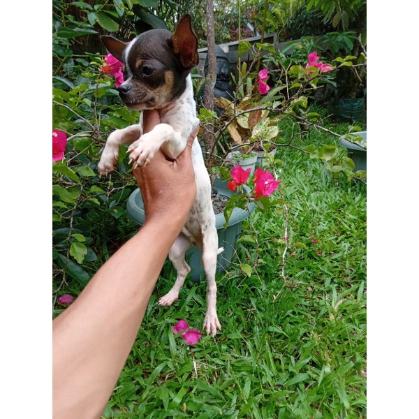 Anjing mini chihuahua