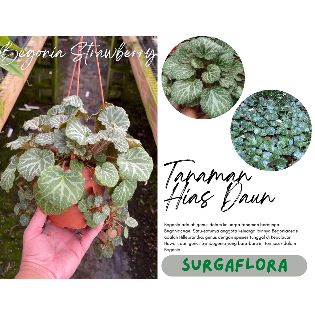 tanaman hias murah Begonia Strawberry Coklat - begonia tanaman hias