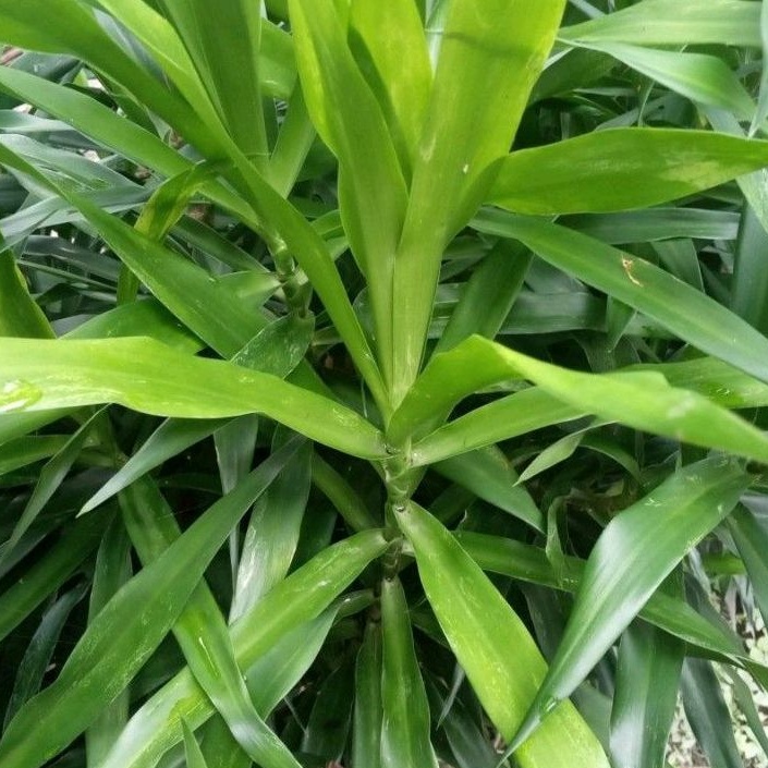 

DAUN SUJI SEGAR ORGANIK 30 LEMBAR