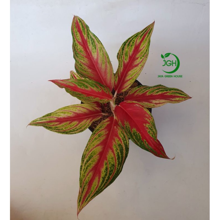 Tanaman Aglaonema Sunset Red