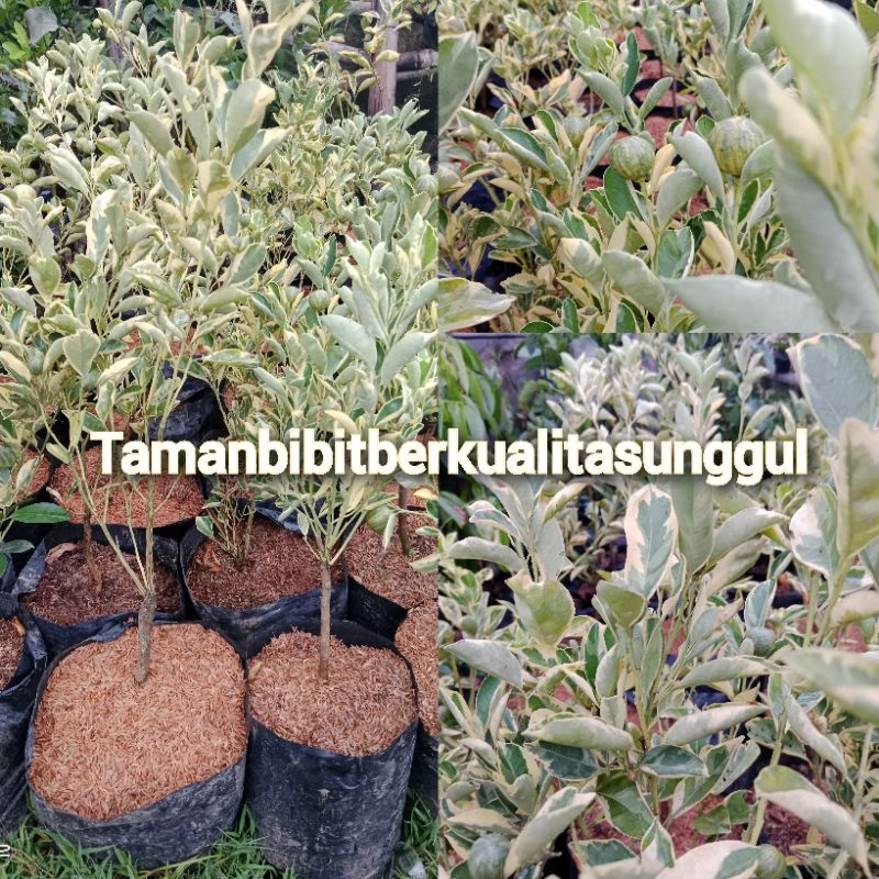 Bibit jeruk KIP/kasturi varigata kondisi berbuah/Tanaman Tambulampot