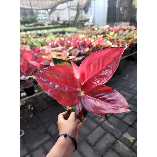 Suksom jaipong jumbo