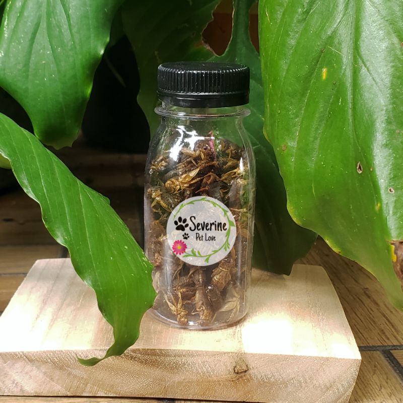 60ML dried cricket jangkrik kering | pakan landak mini | pakan sugar glider | pakan chana | dried Cr