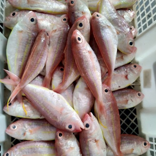 

Ikan Kuniran 100gr, Sameday Instan Delivery Jogja