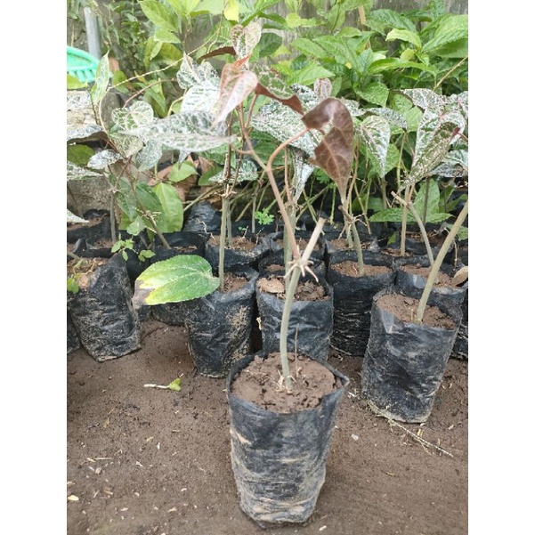 Tanaman Sirih Merah asli