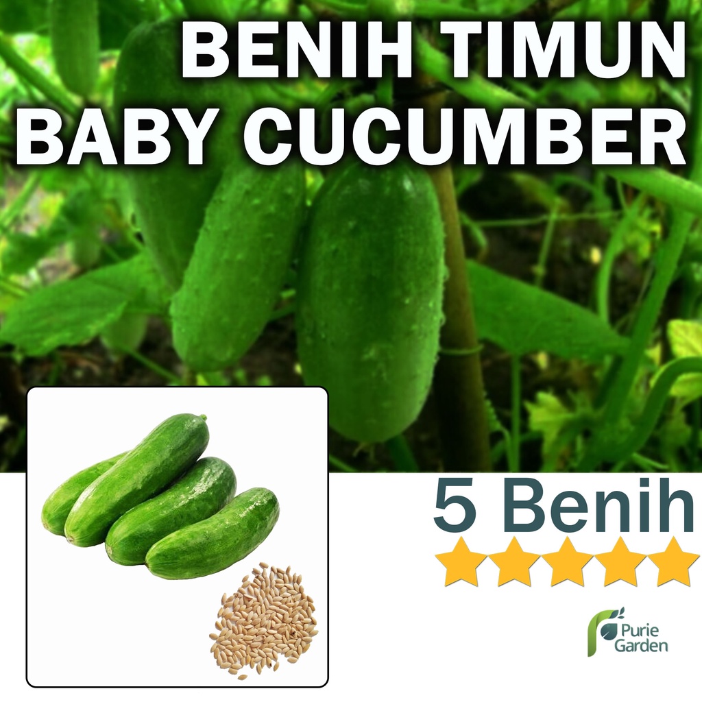 Benih Bibit Mentimun Timun Baby Mini 5 Benih Dua Ribuan PG KDR