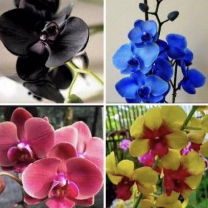 Paket 4 Anggrek Dendrodium Dewasa - Anggrek Dendrobium