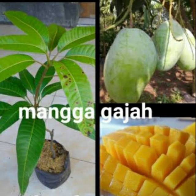 Bibit Tanaman Buah Mangga Gajah Super - Okulasi - Bibit Unggulan GG22
