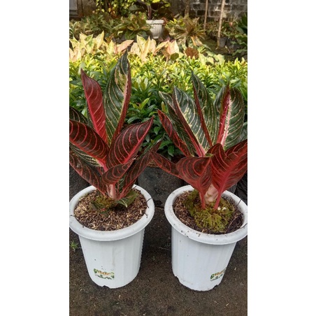 aglonema red sumatra red pos aglonema pride of sumatra aglonema cantik murah tanaman hias