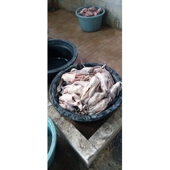 

bebek lokal kampung muda murah banget
